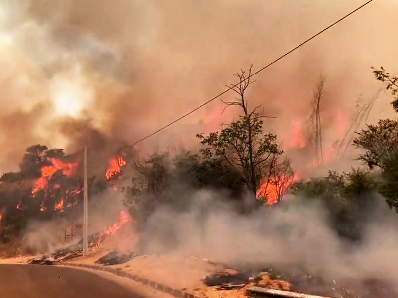 Incendio forestal arrasa con Jardín Botánico en Viña del Mar – NOTICIAS